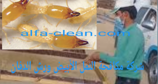 شركة مكافحة النمل الابيض بالدمام